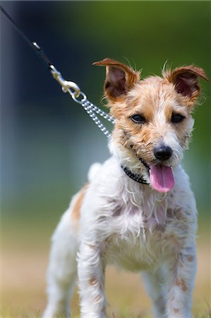 simsearch:622-06809313,k - Jack Russell Terrier Stock Photo - Premium Royalty-Free, Code: 622-08065546