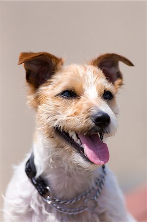 simsearch:622-06809313,k - Jack Russell Terrier Stock Photo - Premium Royalty-Free, Code: 622-08065548