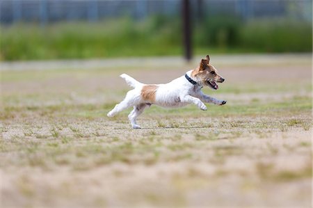 dog running in the summer - Jack Russell Terrier Stock Photo - Premium Royalty-Free, Code: 622-08065549