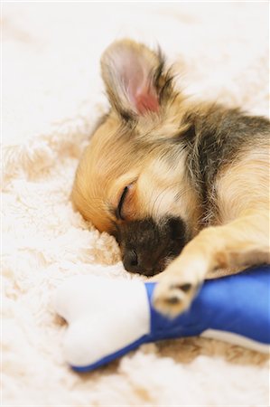 Chihuahua Stock Photo - Premium Royalty-Free, Code: 622-08123434