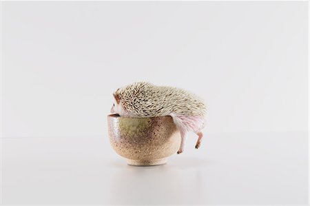 Hedgehog Stock Photo - Premium Royalty-Free, Code: 622-08519667