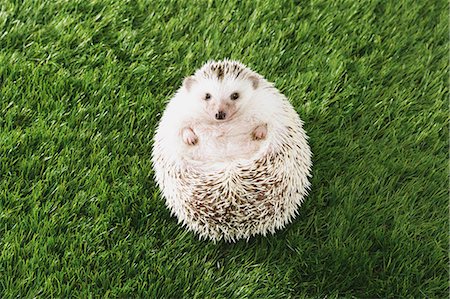 Hedgehog on grass Stock Photo - Premium Royalty-Free, Code: 622-08519675