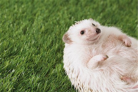 pink - Hedgehog on grass Stock Photo - Premium Royalty-Free, Code: 622-08519676