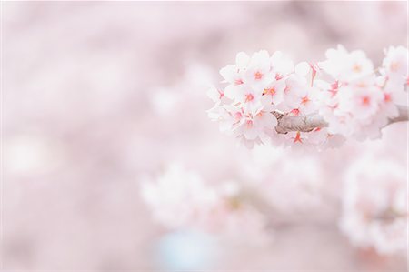 pink cherry blossom - Cherry blossoms Stock Photo - Premium Royalty-Free, Code: 622-08723448