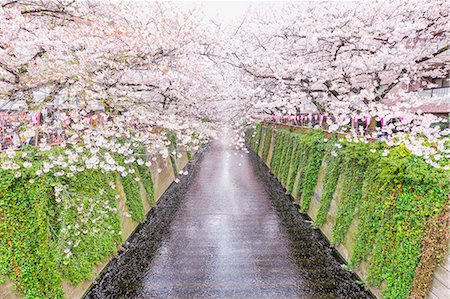 flowers in water - Cherry blossoms at Meguro river, Tokyo, Japan Stock Photo - Premium Royalty-Free, Code: 622-08723441