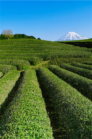 Morning view of Mount Fuji and tea plantation on a clear day, Shizuoka Prefecture, Japan Foto de stock - Royalty Free Premium, Número: 622-09025342