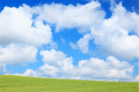 Wheat field, Hokkaido, Japan Stock Photo - Premium Royalty-Free, Code: 622-09101133