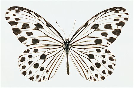 Butterfly on White Background Stock Photo - Premium Royalty-Free, Code: 622-02757678