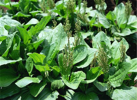 plantaginaceae - Plantain Growing in Field Stock Photo - Premium Royalty-Free, Code: 622-02757806