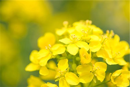 Canola (Rape Seeds) Growing in Field Stock Photo - Premium Royalty-Free, Code: 622-02758236