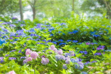simsearch:622-02758705,k - Hydrangea Flower Garden Foto de stock - Sin royalties Premium, Código: 622-02758291