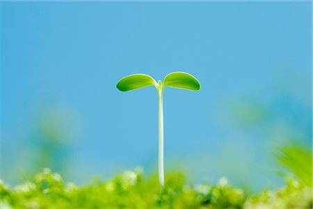 simsearch:622-02758705,k - Sunflower Bud against Blue Sky Foto de stock - Sin royalties Premium, Código: 622-02758654