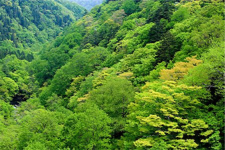 simsearch:622-02758705,k - Forest in Nasushiobara, Tochigi Prefecture Foto de stock - Sin royalties Premium, Código: 622-02758709