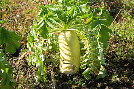 Radish with Green Leaves in Kitashiobara, Japan Foto de stock - Sin royalties Premium, Código: 622-02759275