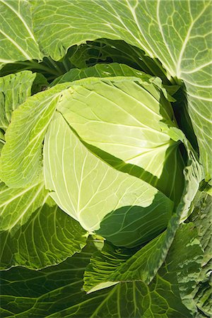 Head of Cabbage Foto de stock - Sin royalties Premium, Código: 622-02759276