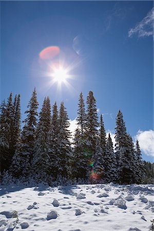 simsearch:622-02759675,k - Snow-Caped Trees Shining Stock Photo - Premium Royalty-Free, Code: 622-02759653