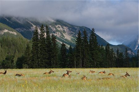 Elk in Jasper Subarb  Park in Canada Stock Photo - Premium Royalty-Free, Code: 622-02759742