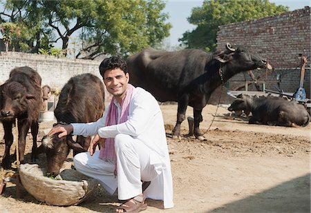 Farmer feeding Water Buffalo (Bubalus Bubalis) calfs, Sonipat, Haryana, India Stock Photo - Premium Royalty-Free, Code: 630-06724647