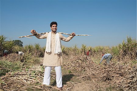 farmer and standing and field - Farmer standing in a sugar cane field, Sonipat, Haryana, India Stock Photo - Premium Royalty-Free, Code: 630-06724656