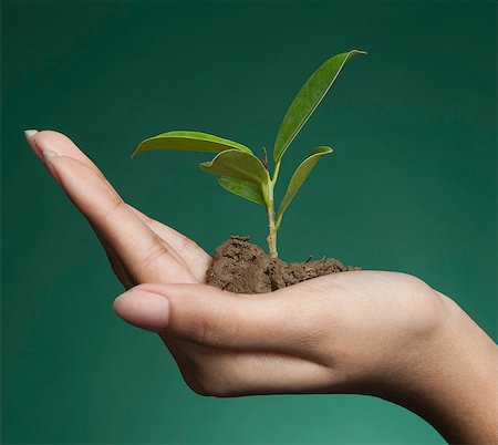 sapling - Woman's hand holding a seedling Stock Photo - Premium Royalty-Free, Code: 630-06722064