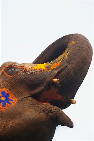 Close-up of a decorated elephant Stock Photo - Premium Royalty-Free, Code: 630-01077336