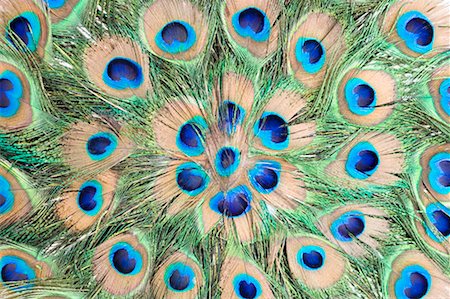 peafowl - Close-up of feathers of a peacock Stock Photo - Premium Royalty-Free, Code: 630-01127078