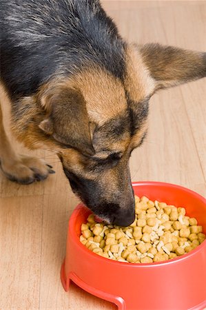 Close-up of a German Shepherd eating dog food from a dog bowl Stock Photo - Premium Royalty-Free, Code: 630-01709726