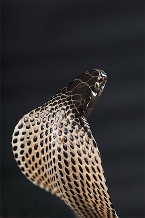 snake not people - Close-up of a cobra Stock Photo - Premium Royalty-Free, Code: 630-01877418