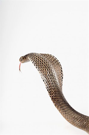 snake not people - Close-up of a cobra Stock Photo - Premium Royalty-Free, Code: 630-01877433