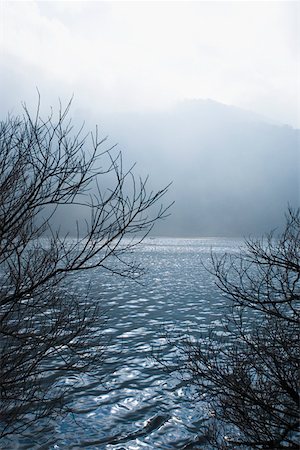 Bare trees overlooking a lake Stock Photo - Premium Royalty-Free, Code: 630-01877677