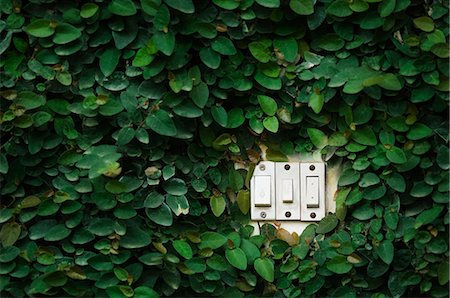 Switches between the leaves Stock Photo - Premium Royalty-Free, Code: 630-03479776