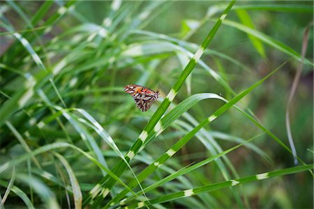 simsearch:632-05760615,k - Butterfly resting on grass Stock Photo - Premium Royalty-Free, Code: 632-05759638