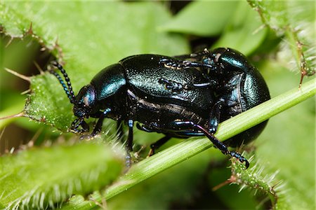 reproduction - Scarab beetles mating Stock Photo - Premium Royalty-Free, Code: 632-05759680