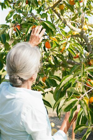 simsearch:649-07238535,k - Senior woman picking orange from tree, rear view Stock Photo - Premium Royalty-Free, Code: 632-05760229