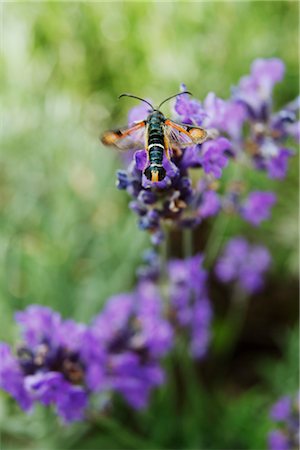 simsearch:632-05760615,k - Fiery clearwing (Pyropteron chrysidiformis) on lavender Stock Photo - Premium Royalty-Free, Code: 632-05760506