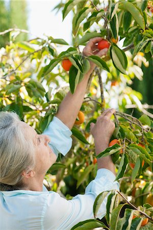 simsearch:649-07238535,k - Senior woman picking orange on tree Stock Photo - Premium Royalty-Free, Code: 632-05760631