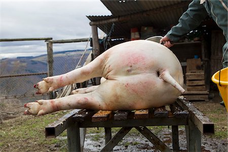 pig - Man cleaning slaughtered pig Stock Photo - Premium Royalty-Free, Code: 632-05991108