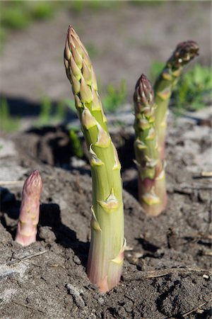 Asparagus growing in field Stock Photo - Premium Royalty-Free, Code: 632-05991133