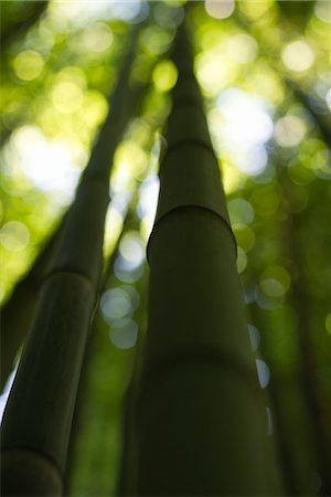 Bamboo, low angle view Foto de stock - Sin royalties Premium, Código: 632-06029479