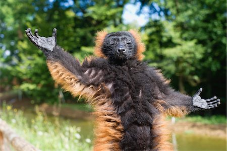 primative - Red ruffed lemur (Varecia rubra) Stock Photo - Premium Royalty-Free, Code: 632-06029501