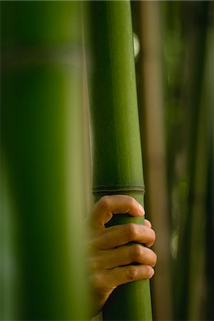 Hand touching bamboo Foto de stock - Sin royalties Premium, Código: 632-06029806