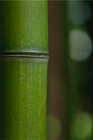 Bamboo, close-up Foto de stock - Sin royalties Premium, Código: 632-06029900