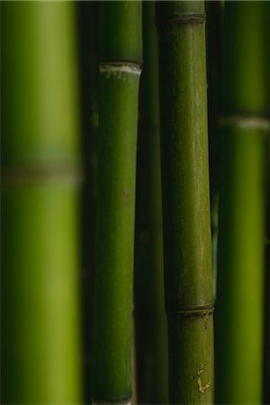Bamboo, full frame Foto de stock - Sin royalties Premium, Código: 632-06030066