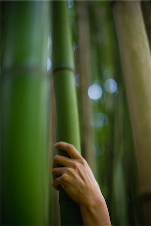 Hand touching bamboo Foto de stock - Sin royalties Premium, Código: 632-06030082