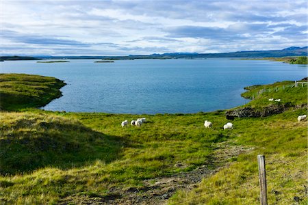 Iceland, sheep grazing by lake Stock Photo - Premium Royalty-Free, Code: 632-06030094