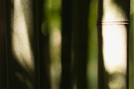 Sunlight on bamboo, close-up Foto de stock - Sin royalties Premium, Código: 632-06030132