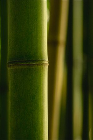 Bamboo, close-up Foto de stock - Sin royalties Premium, Código: 632-06030206