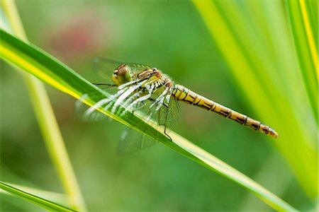 simsearch:632-05760615,k - Dragonfly resting on blade of grass Stock Photo - Premium Royalty-Free, Code: 632-07161381