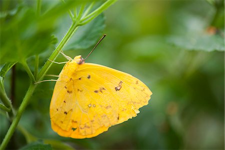 simsearch:632-05760615,k - Cloudless Sulphur butterfly (Phoebis sennae) perched on stem Stock Photo - Premium Royalty-Free, Code: 632-07161396