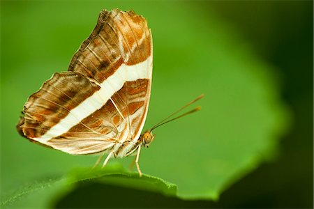 simsearch:632-05760615,k - Band-celled sister butterfly (Adelpha fessonia) Stock Photo - Premium Royalty-Free, Code: 632-07161390
